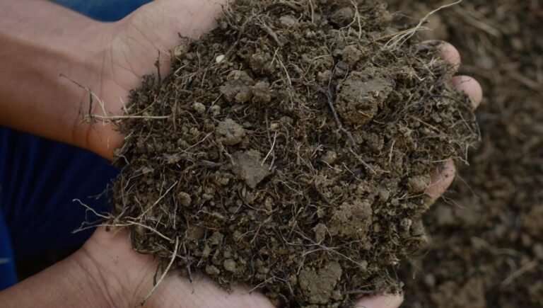 Agrotourisme durable: transformer une ferme en destination vivante