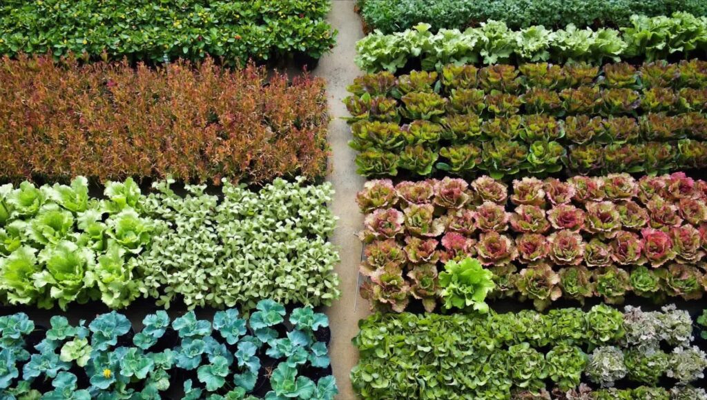 WWOOF: réussir son bénévolat à la ferme, du premier mail au départ